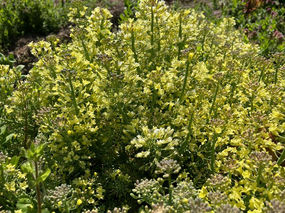 ブロッコリーの投稿画像 By Roboさん ポカポカ陽気ととう立ちと春の訪れとブロッコリーの花 と花のある暮らしと無農薬栽培と畑仕事 21月4月11日 Greensnap グリーンスナップ