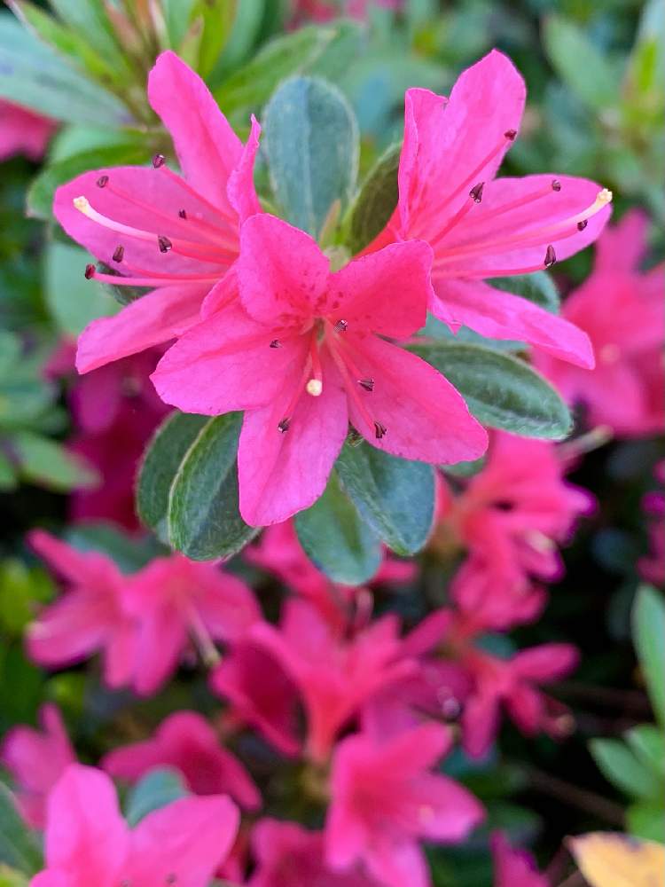 ツツジの投稿画像 By Ejyoさん 赤色の花とピンク色の花と花のある暮らしとツツジ科とお散歩とツツジ科ツツジ属 21月4月11日 Greensnap グリーンスナップ