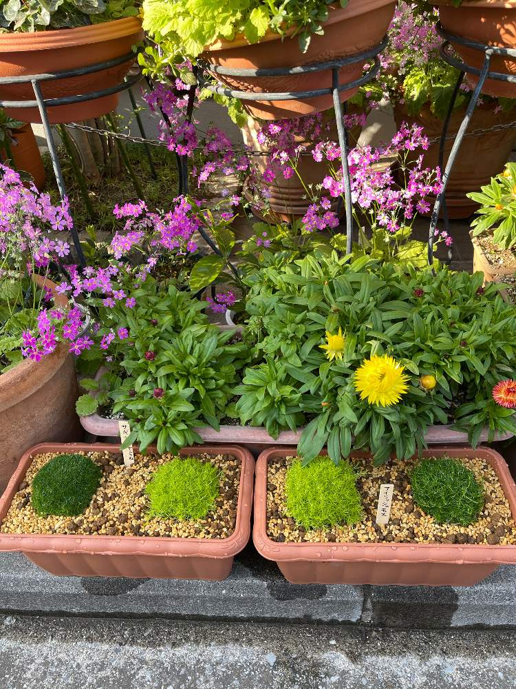 サギナの投稿画像 By りうさん 桜草とコロロ 21月4月11日 Greensnap グリーンスナップ