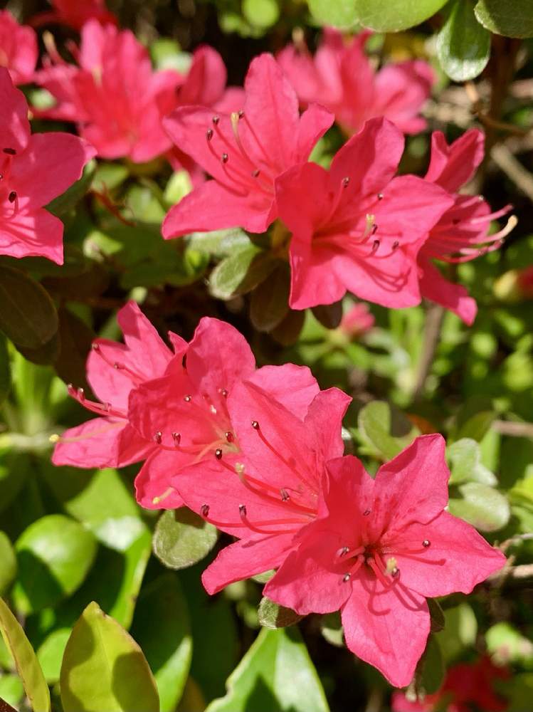 ツツジの投稿画像 By Ejyoさん 赤色の花と花のある暮らしとツツジ科とお散歩とツツジ科ツツジ属 21月4月11日 Greensnap グリーンスナップ