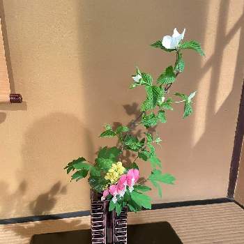 お茶会の投稿画像一覧 Greensnap グリーンスナップ