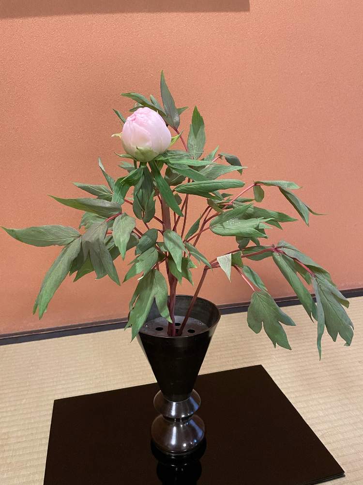 ボタンの投稿画像 By Mimikomamaさん 和室と茶花と和の趣とお茶会とピンクの花と床の間と季節の花と花のある暮らしと生け花と茶花と和の趣とお茶会 とピンクの花と床の間と季節の花と花のある暮らしと生け花 21月4月11日 Greensnap グリーンスナップ