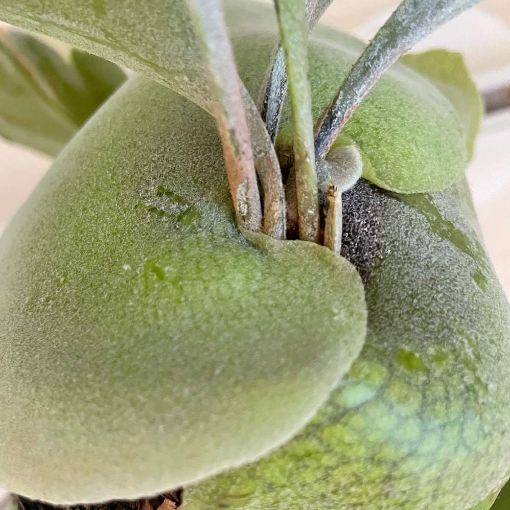 プラティセリウム ネザーランドの投稿画像 By えだまめさん ビカクシダと苔玉仕立てと吊り下げ系植物と着生植物と胞子葉と観葉植物と植物 のある暮らしとハンキングと貯水葉とダクトレールと胞子葉カットと仕立て方と苔玉とインテリアグリーン 21月4月11日