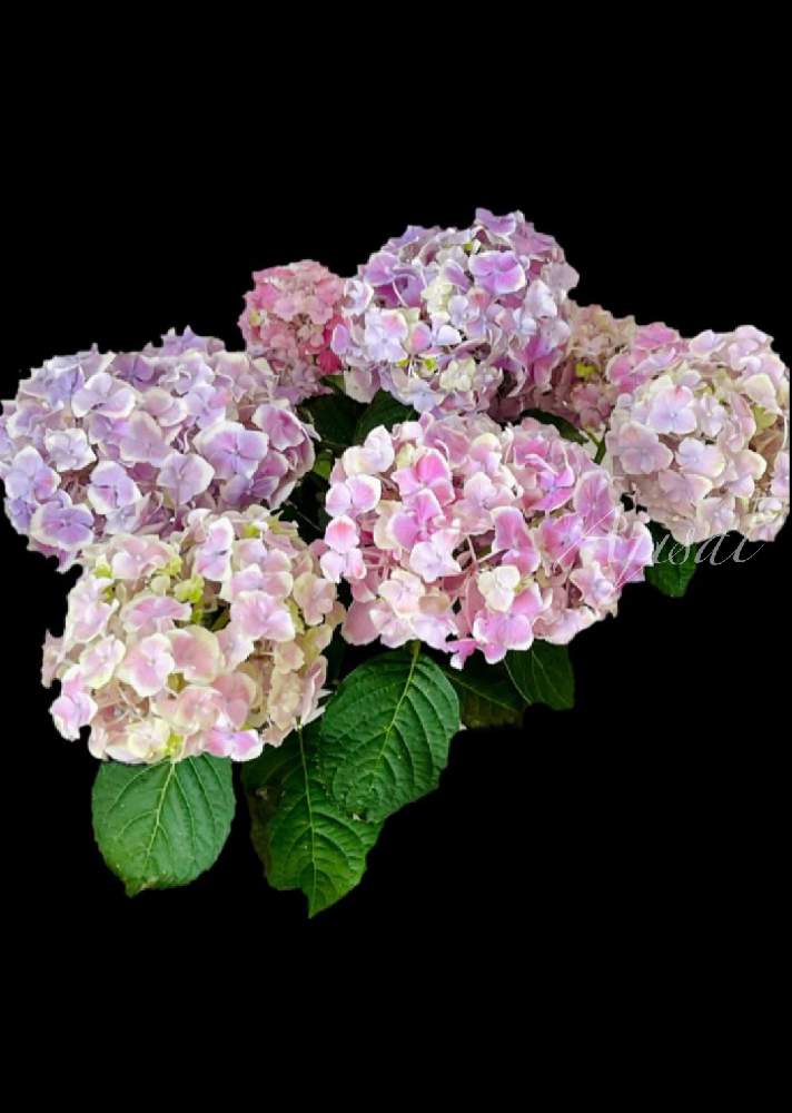 アジサイ エルマールの投稿画像 By あじさいさん アジサイ好きとアジサイ エルマール と21年と紫陽花 アジサイ あじさいと創作アジサイ とお迎えと成長記録と可愛いと部屋とアジサイ好きとアジサイ エルマール と21年と紫陽花 アジサイ あじさいと創作アジサイと