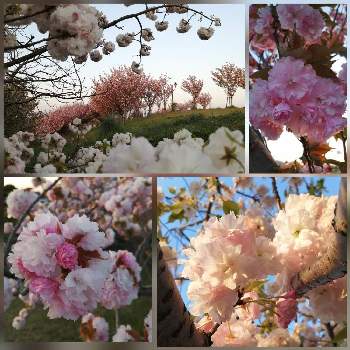 桜 関山 かんざん の投稿画像一覧 Greensnap グリーンスナップ