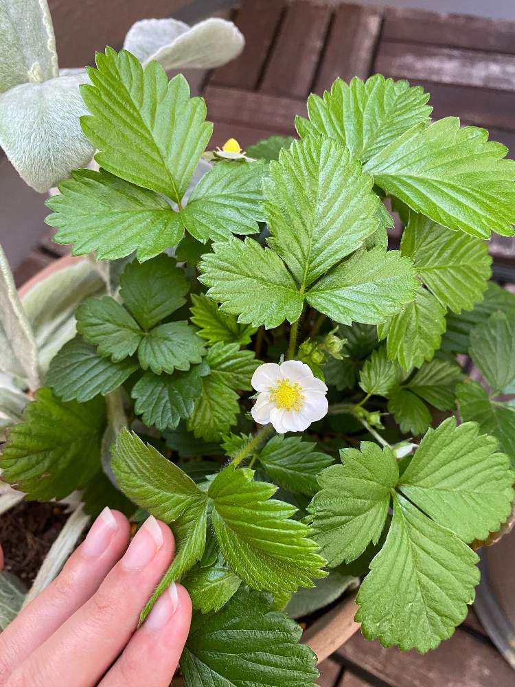 ワイルドストロベリーの投稿画像 By ゆでこさん 21月4月11日 Greensnap グリーンスナップ