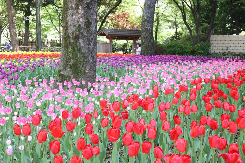 ミコノスさんの横浜公園への投稿