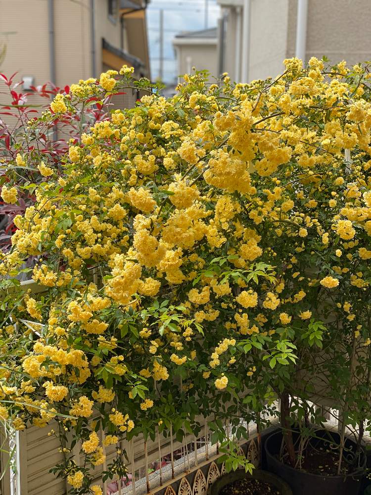 黄色い花の投稿画像 By N 8さん 薔薇の種類とつるが伸びる植物 21月4月12日 Greensnap グリーンスナップ