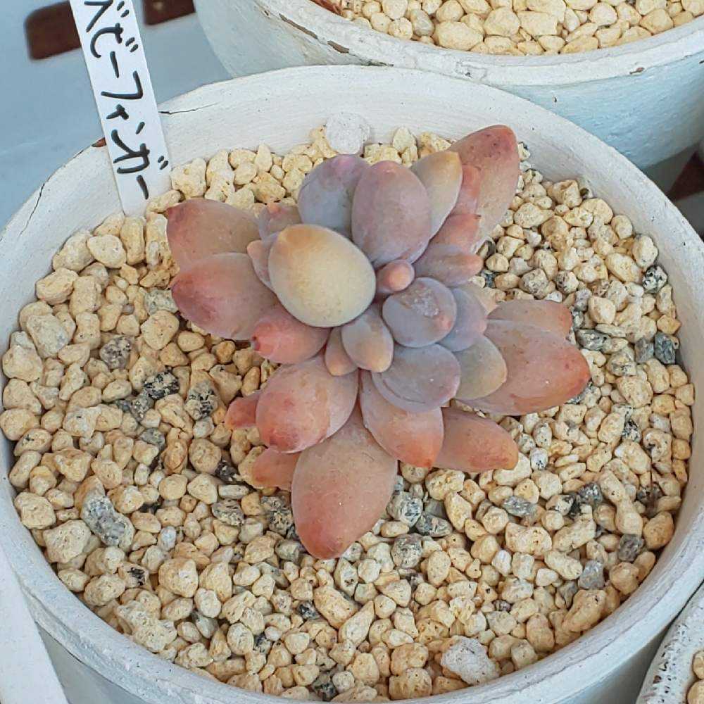 329 ベビーフィンガーの生長記録 2022.05.22更新｜🍀GreenSnap