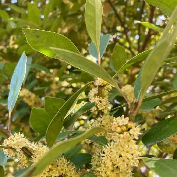モチノキの花の投稿画像一覧 Greensnap グリーンスナップ モチノキの花の投稿画像一覧 Greensnap グリーンスナップ