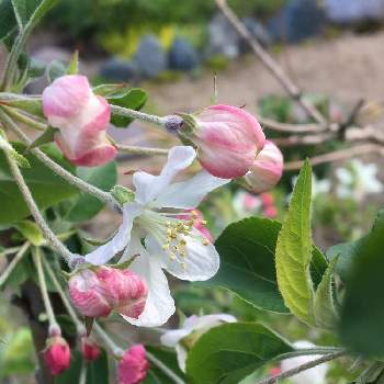  姫リンゴの画像 by 電婆さん | 姫リンゴと春の花たちと手作りの庭と自然大好きとナチュラルガーデンとおうち園芸と花木と宿根草の庭と庭の花々と 姫リンゴ