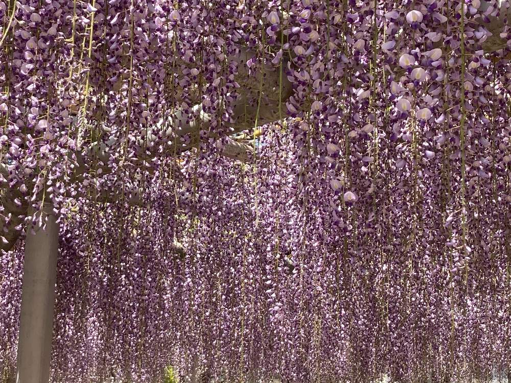 藤の名所 吉祥寺 に行って来ました ง ว Greensnap グリーンスナップ