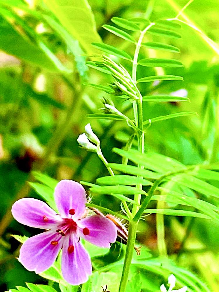 植物のある暮らしの投稿画像 By ｃｈｉｅ さん ヒメフウロ と山野草と葉っぱと祈りを込めてと春ですよとスズメノエンドウ と今日のお庭と白紫色の花とピンクのお花とお目覚めと花のある暮らし 21月4月12日 Greensnap グリーンスナップ