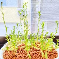 冬植え 冬まき野菜 プランターでも育てやすい種類12選 Greensnap グリーンスナップ 冬植え 冬まき野菜 プランターでも育てやすい種類12選 Greensnap グリーンスナップ