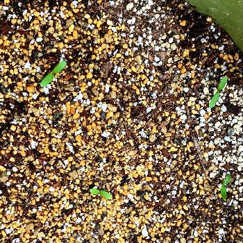 マリーゴールドの芽の画像 by kopeloさん | テラスとマリーゴールドとマリーゴールドの芽と新芽と種まきとニョキニョキ
