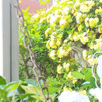 日向向きのお花の画像 by m_m77さん | 小さな庭とモッコウバラと黄モッコウバラとシェードガーデンとラベンダー色とナチュラルガーデンとおうち園芸と日向向きのお花と小さな庭♡と小庭❤️とピンクのお花と小さな幸せ♡とむらさきのはなと可愛いと小さな小さな庭と花のある暮らしと白い花と紫の花