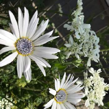 アークトチス グランディスの投稿画像一覧 Greensnap グリーンスナップ