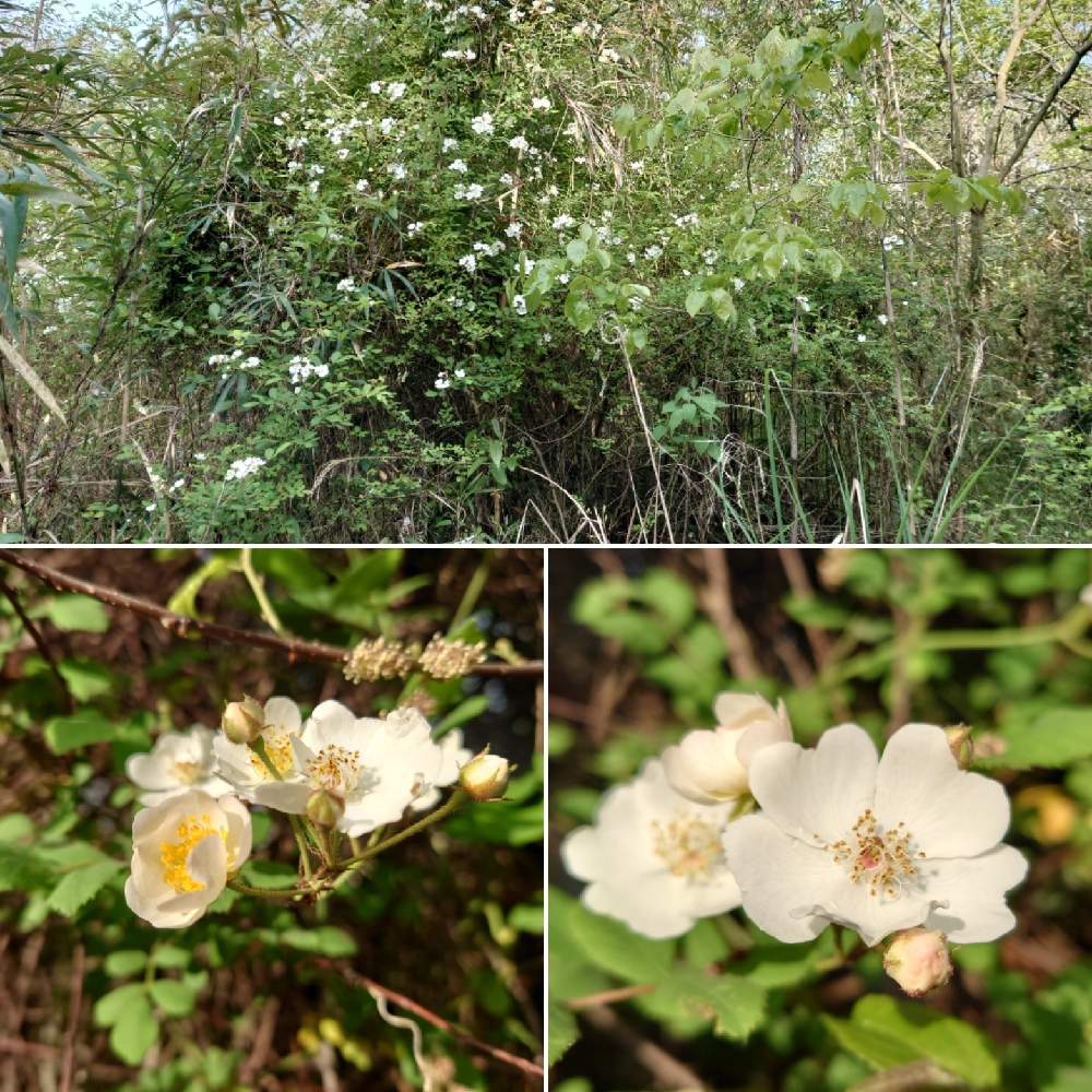 野ばらの投稿画像 By Syuu3さん 自然とおうち園芸と植物狂いとガーデニングとジャングル化と楽しいと何でも挑戦 21月4月12日 Greensnap グリーンスナップ