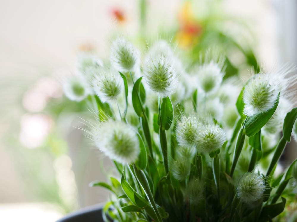 ラグラスの投稿画像 By ユニコーンさん ラグラス バニーテールとラグラス バニーテール とラグラス バニーテールとマイ コレクションとみどりのある暮らしと葉っぱのある暮らしと可愛い色とおうち園芸と今日の一枚と可愛い子と実生苗とガーデニングと綺麗な色 と花の