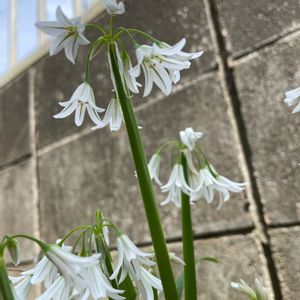 ミツカドネギ,ハーブ,花壇,ガーデニング,山野草の画像