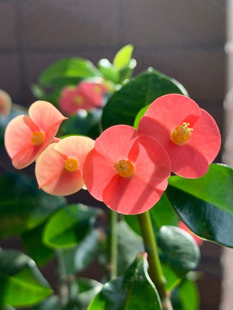 トゲナシハナキリンの投稿画像 By ジャスさん 小さな花と花のある暮らしとおうち園芸 21月4月12日 Greensnap グリーンスナップ