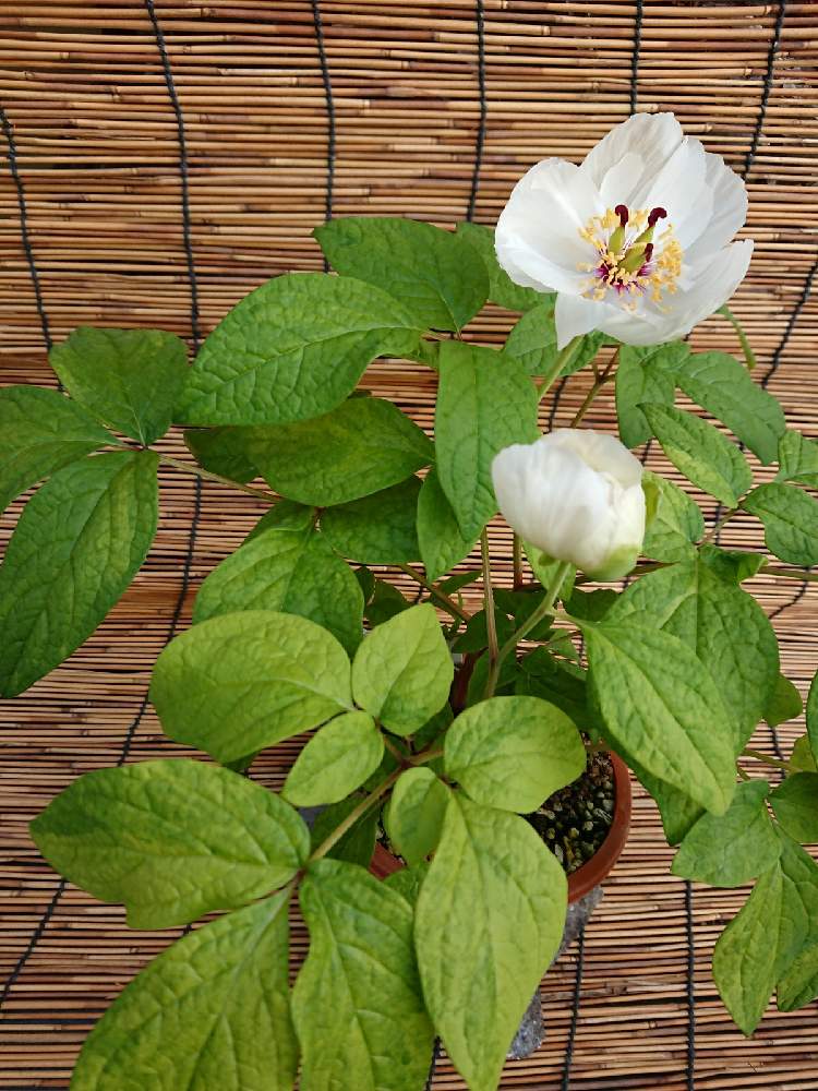 山芍薬の投稿画像 By 山大好き隆子さん 山野草と花のある暮らしと我が家の花小屋 21月4月12日 Greensnap グリーンスナップ