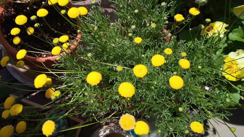 花のある暮らしの投稿画像 By さるるさん 花ほたる とおうち園芸 21月4月12日 Greensnap グリーンスナップ