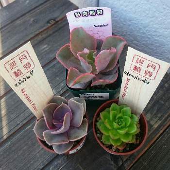 パーティドレスの投稿画像一覧 Greensnap グリーンスナップ