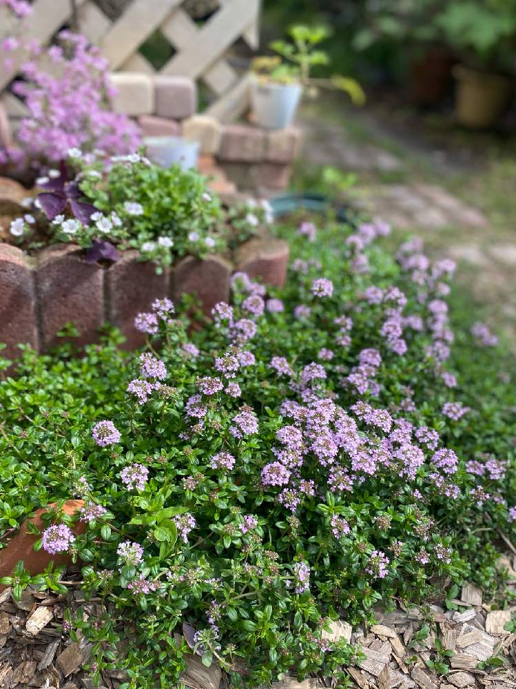 ハーブの花の投稿画像 By リコさん 花壇の花とコンパクト花壇と小さな花とクリーピング タイム とクリーピングタイムの花 21月4月12日 Greensnap グリーンスナップ