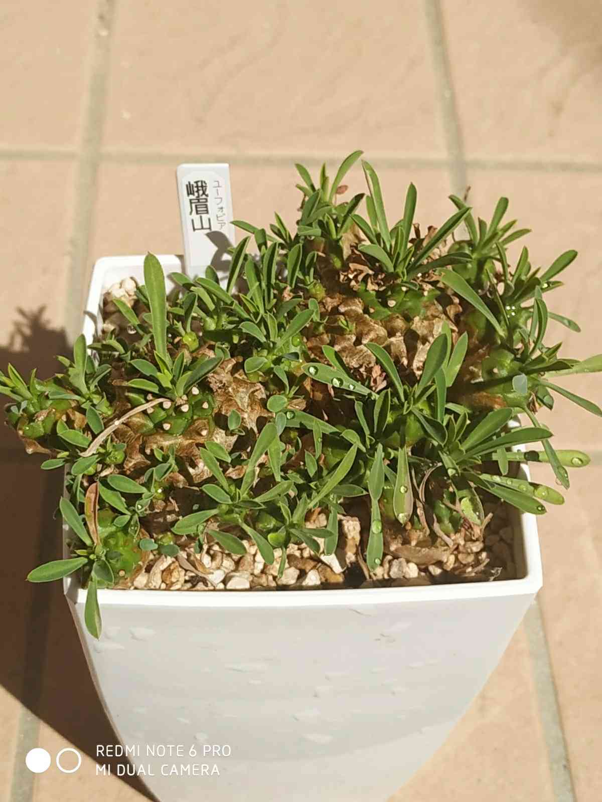 春だ！峨眉山の鉢増しだ(#^^#)｜?GreenSnap（グリーンスナップ）