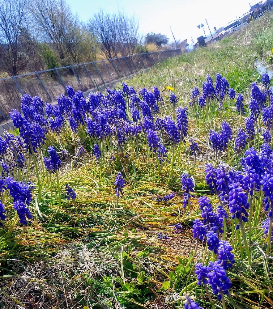 ブルーの花の投稿画像 By ラディッシュさん 希望と春に咲く花 21月4月12日 Greensnap グリーンスナップ