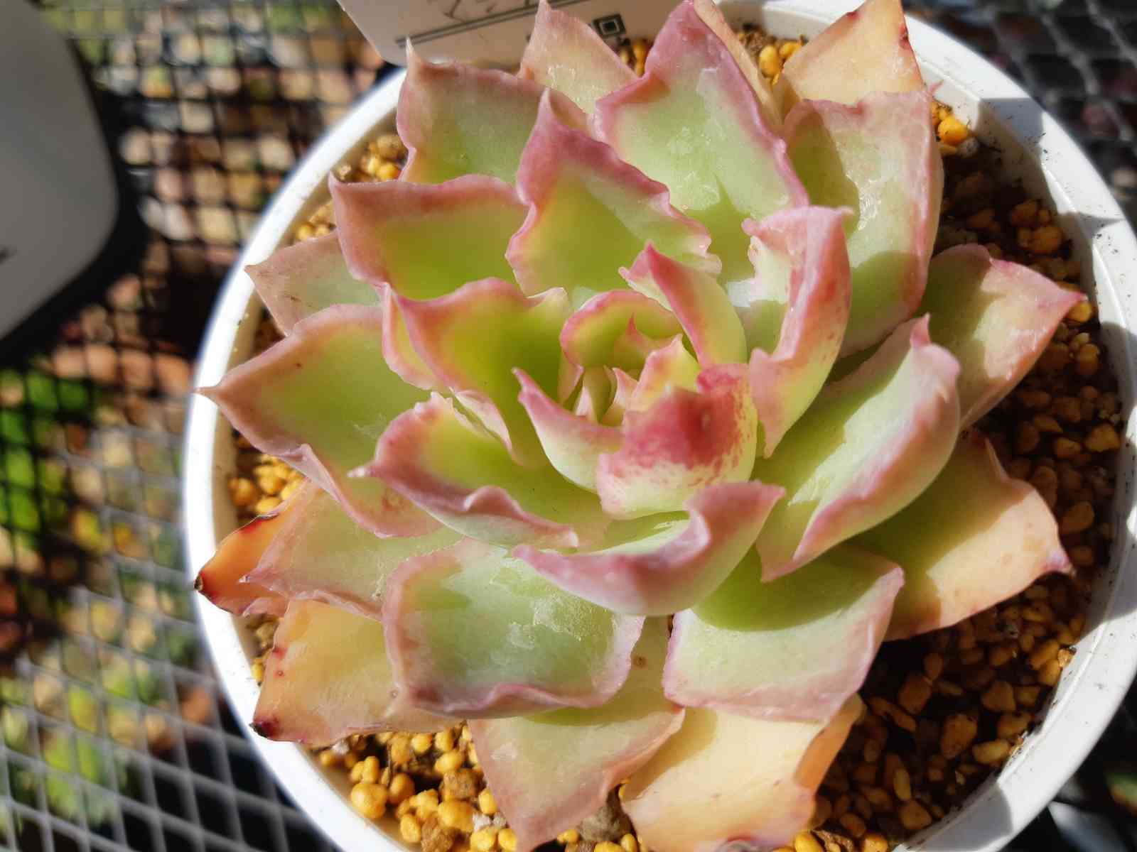 264🌹🌹💐マジックサバナ｜🍀GreenSnap（グリーンスナップ）