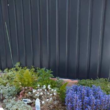 半日陰の花壇の画像 by tama_lazysmartさん | 小さな庭と日陰のグランドカバーと半日陰と小さな花壇とおうち園芸と我が家の花壇と半日陰の花壇