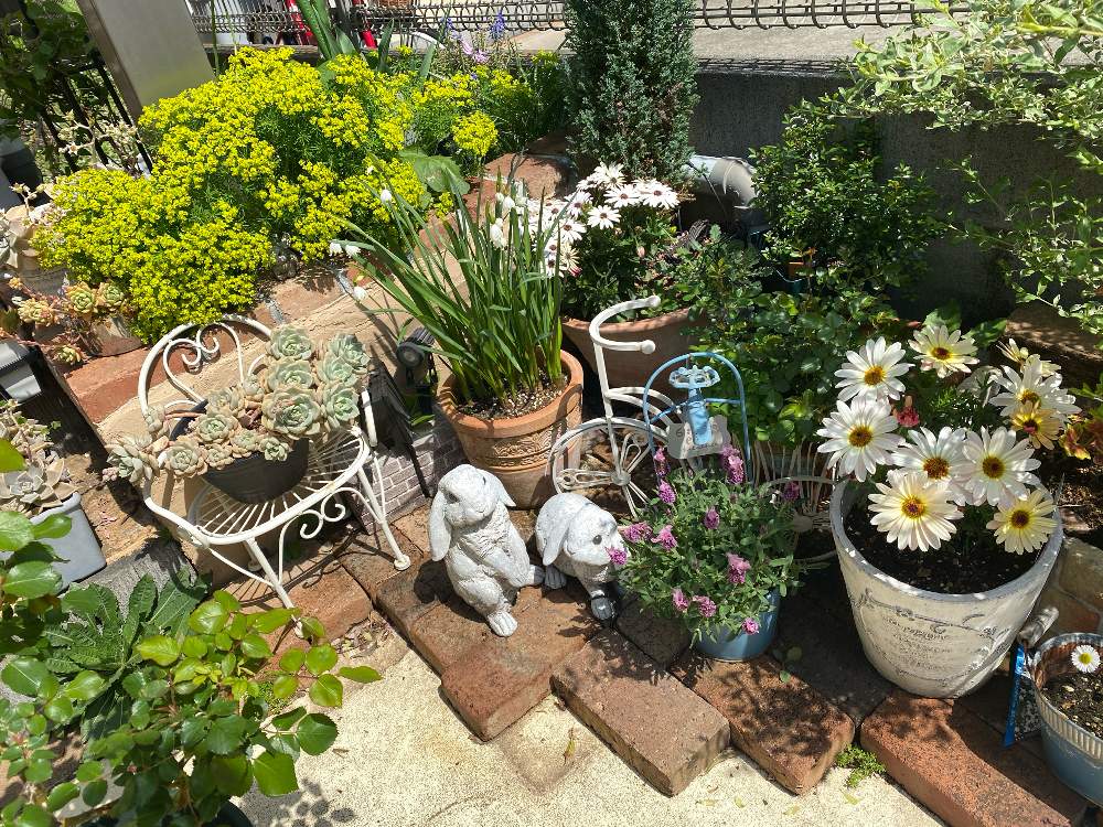 玄関先の投稿画像 By むぎさん 小さな小さな庭とキパリッシアスと庭なし手作り花壇 21月4月12日 Greensnap グリーンスナップ
