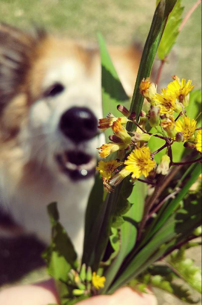 雑草の投稿画像 By おはなばしさん 犬 いぬ Dogと雑種とうさぎ 21月4月12日 Greensnap グリーンスナップ