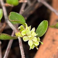 ワイヤープランツ,花壇,ガーデニング,庭木,山野草の画像