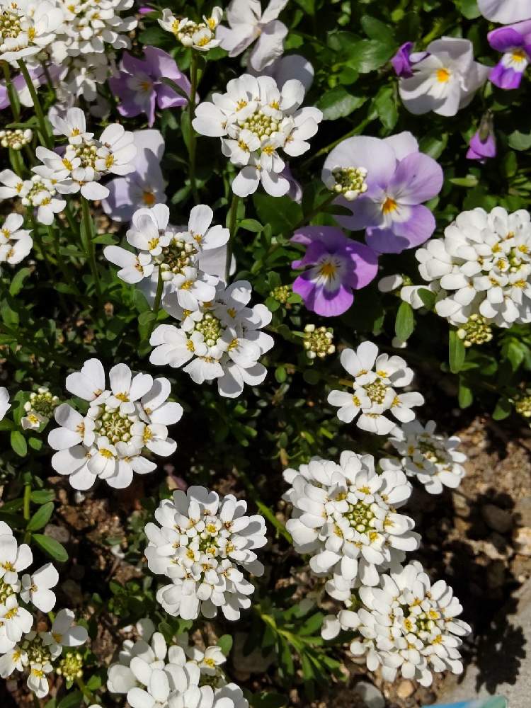 イベリスの投稿画像 By ベルママさん 宿根イベリス 21月4月12日 Greensnap グリーンスナップ