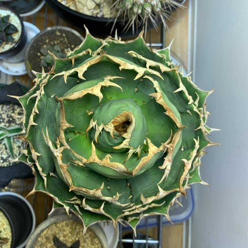 植中1年生／ドライガーデン🌵 | 久しぶりに発根管理を特にしない