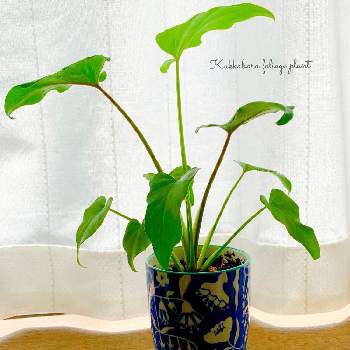 クッカバラ✴︎の画像 by oharuさん | クッカバラと観葉植物とクッカバラ✴︎とフィロデンドロン クッカバラ