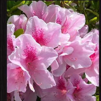 つつジの画像 by pagu mamaさん | 小さな庭とつつジと赤い花と白い花とピンクの花とバラと夢CLUB