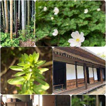 竹の子の投稿画像一覧 Greensnap グリーンスナップ