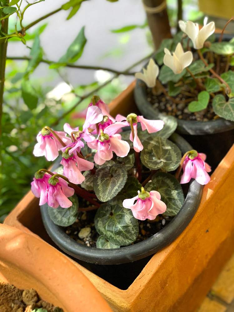 ガーデンシクラメンの投稿画像 By Quattro Gattiさん ガーデンシクラメン ペチコートと夏越しと狭小住宅でも緑を楽しむとおうち園芸と日陰と鉢植えとガーデニングと花のある暮らしと玄関先と花が好きと小さな家と玄関前 21月4月12日 Greensnap グリーンスナップ