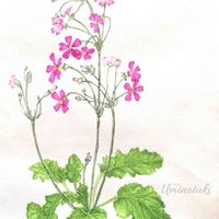 プリムラ マラコイデス,千葉県,化粧桜,透明水彩画,F3号くらいの画像