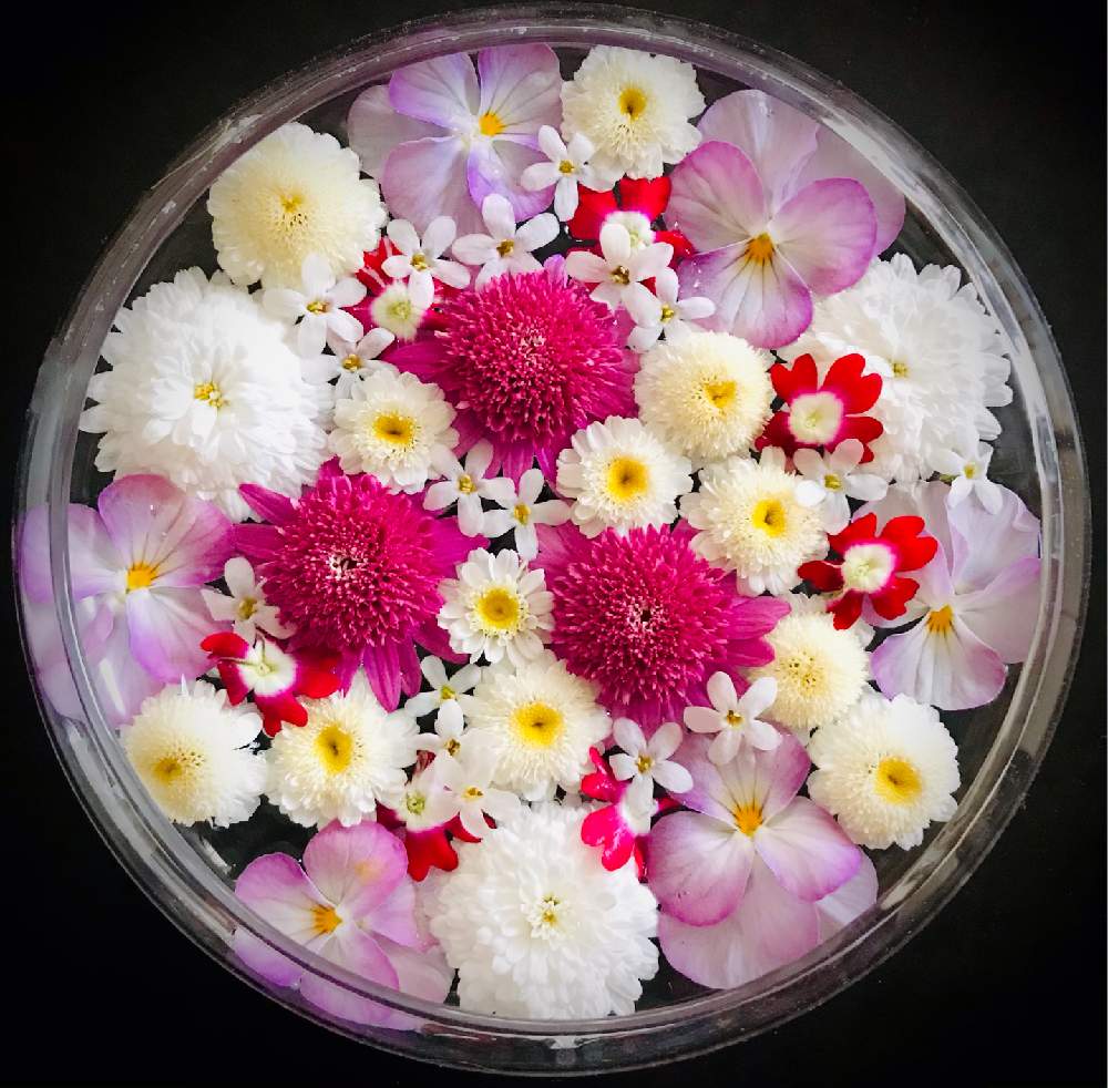 バーベナの投稿画像 By Shizukuさん ボンザマーガレットとバコパ ライムバリエガータとボンザマーガレット ルージュピンクとビオラとマーガレット モリンバ ミニ ダブルホワイトとマトリカリアと白い花とピンクの花と小花とフローティングフラワー 21月4月12日