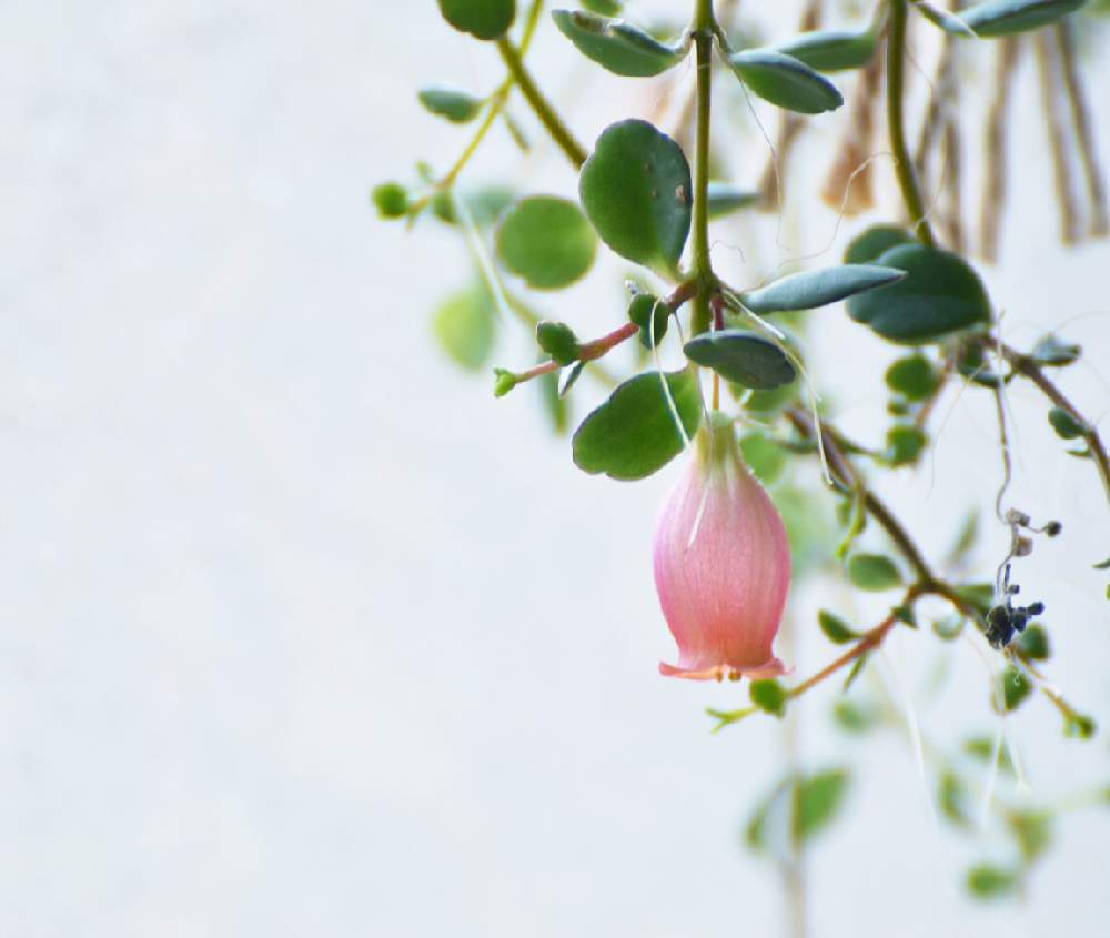 カランコエ フィフィの投稿画像 By Akiらさん 多肉植物とベル好き 21月4月12日 Greensnap グリーンスナップ