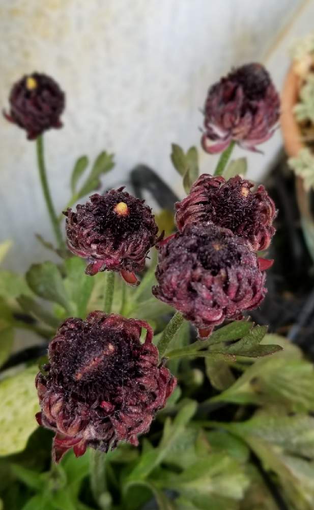 バルコニー ベランダの投稿画像 By ゆずミントさん 寄せ植えと ラナンキュラスと黒い花とおうち園芸と寄せ植えと ラナンキュラスと黒い花とおうち園芸 21月4月12日 Greensnap グリーンスナップ Greensnap グリーンスナップ