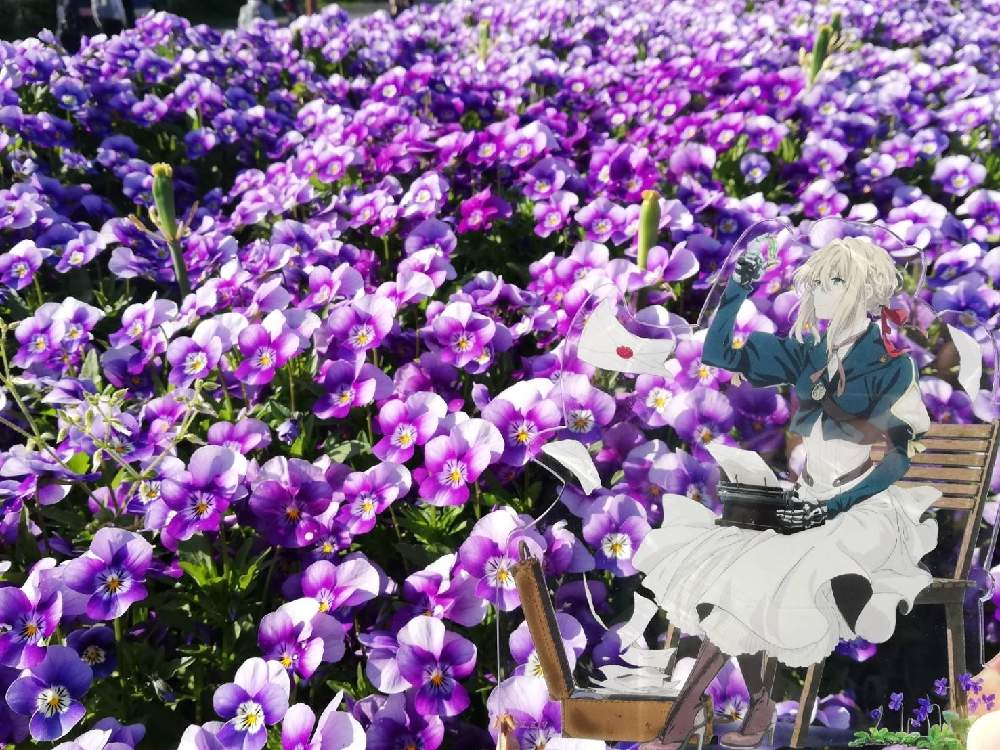 ビオラの投稿画像 By ことりさん お花畑 とビオラ パンジーと鶴見緑地とお出かけ先とヴァイオレット エヴァーガーデンとお花畑 とビオラ パンジーと鶴見緑地とヴァイオレット エヴァーガーデン 21月4月12日 Greensnap グリーンスナップ Greensnap