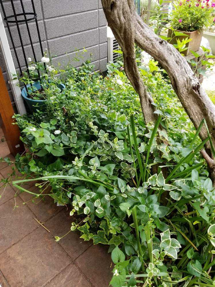 新しい花壇ができました✨｜🍀GreenSnap（グリーンスナップ）
