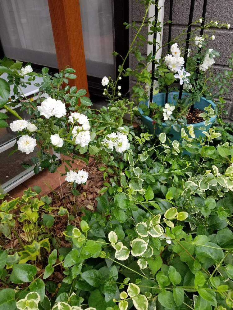 楽天市場】だんだん花だん ベージュ ストレート ×20個(N96177