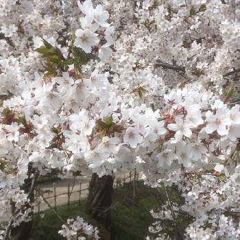 お花見日和の画像 by ロンさん | お出かけ先とソメイヨシノとお花見日和と桜 ソメイヨシノと綺麗とまばゆい輝きと『2021桜』フォトコンテスト